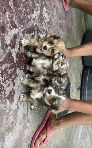 1-3 months Female Purebred Lhasa Apso