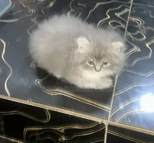 1-3 months Female Purebred Persian