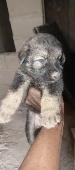 1-3 months Female Purebred German Shepherd