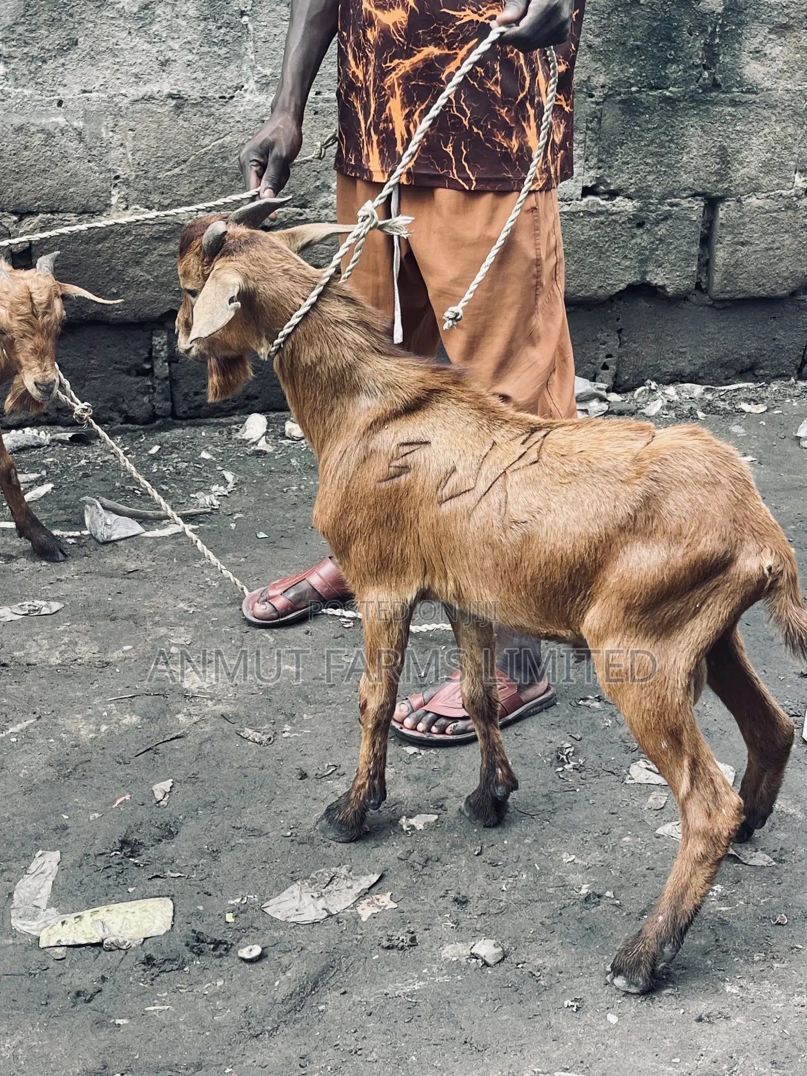 Goat Meat Sharing in Lagos