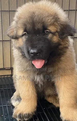 1-3 months Female Purebred Caucasian Shepherd