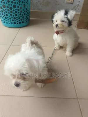 1-3 months Female Purebred Lhasa Apso