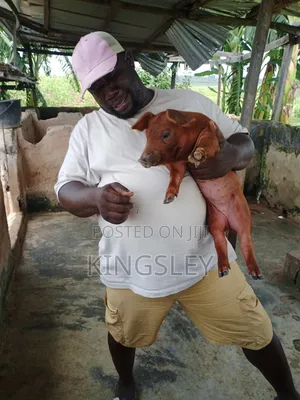 Large White, Cross Breed of Duroc and Large White and Duroc Piglets