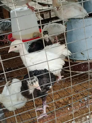 Well Vaccinated Local Turkey at Kingrose Industries Farms.