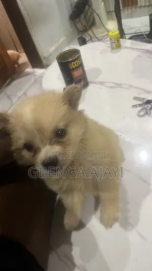 0-1 month Female Purebred American Eskimo