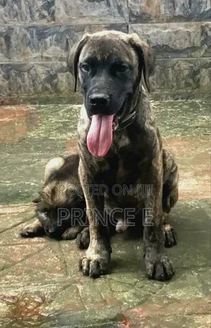 1-3 months Male Purebred Boerboel