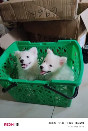 1-3 months Male Purebred American Eskimo