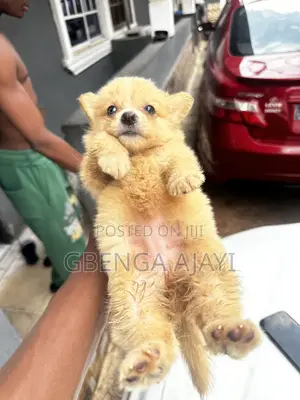 0-1 month Male Purebred American Eskimo