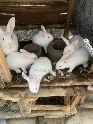 5 New Zealand White Rabbits for Sales