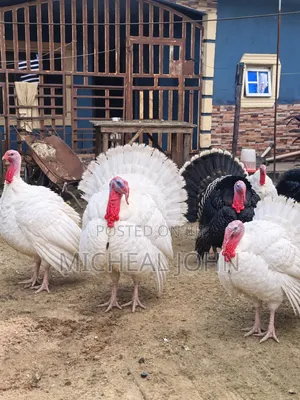 English Turkies