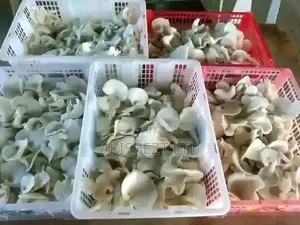 Dehydrated Mushroom & Freshly Harvest Available