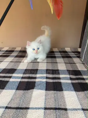 1-3 months Male Purebred Persian