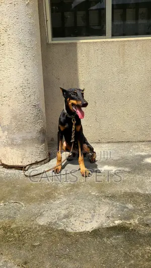 6-12 months Female Purebred Doberman Pinscher