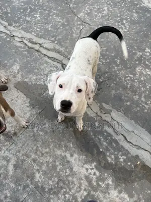 1-3 months Female Purebred Bulldog