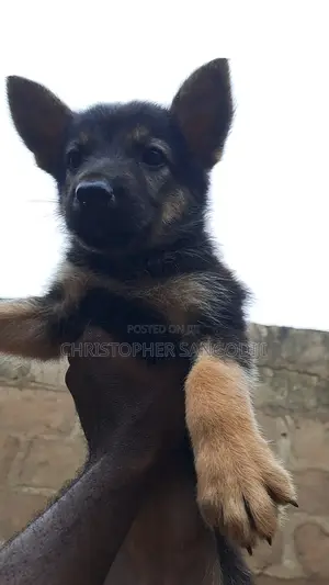 1-3 months Female Purebred German Shepherd