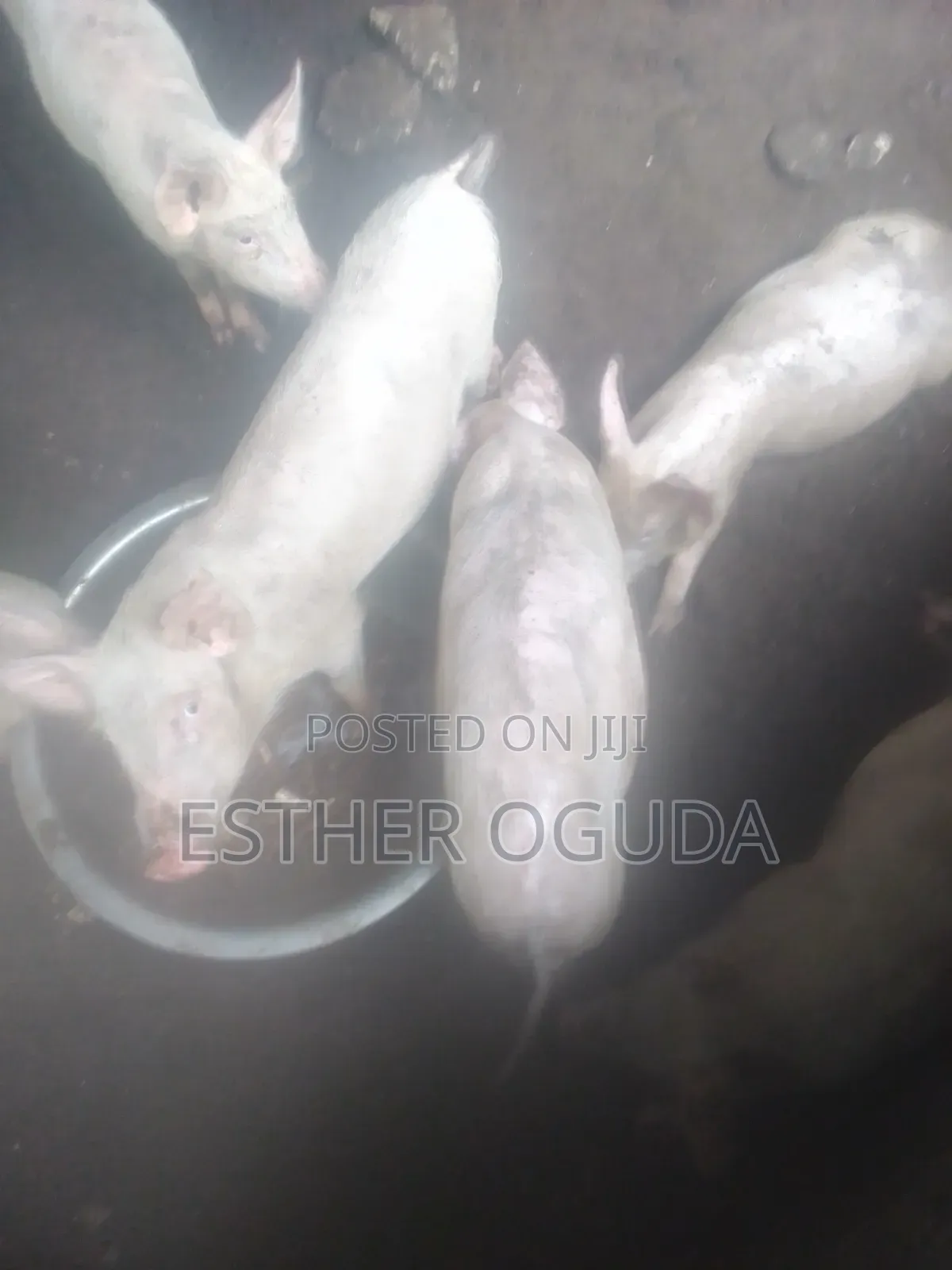 Pig. Foreign Pigs