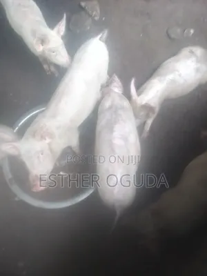 Pig. Foreign Pigs