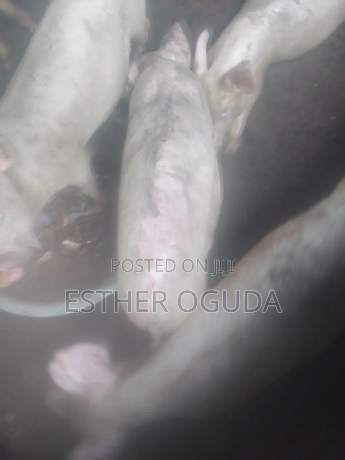 Pig. Foreign Pigs
