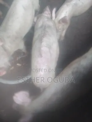 Pig. Foreign Pigs
