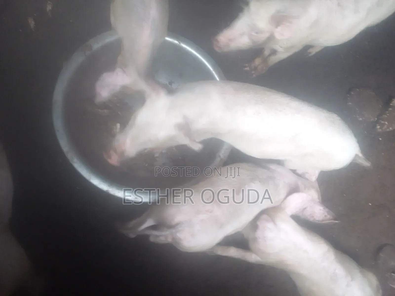 Pig. Foreign Pigs