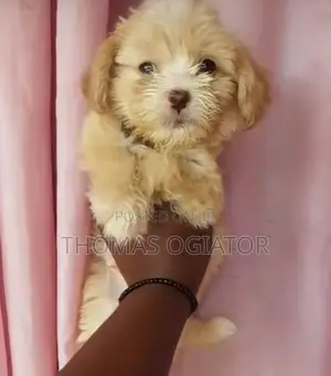 1-3 months Male Purebred Lhasa Apso