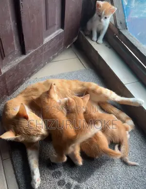 1-3 months Female Mixed Breed Tabby