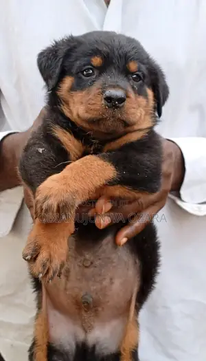 1-3 months Female Purebred Rottweiler