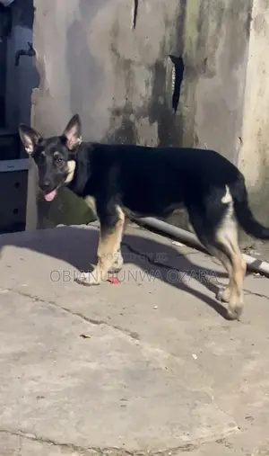 1-3 months Female Purebred German Shepherd