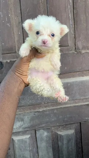 1-3 months Female Purebred American Eskimo
