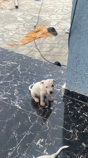 1-3 months Male Purebred American Pit Bull Terrier