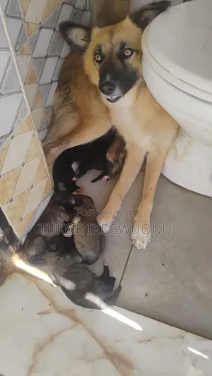 0-1 month Female Purebred Caucasian Shepherd
