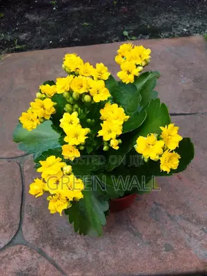 Kalanchoe Plant