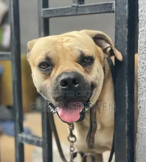 1+ year Male Purebred Boerboel