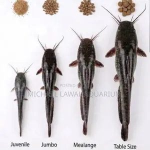 Juvenile Catfish for Sale