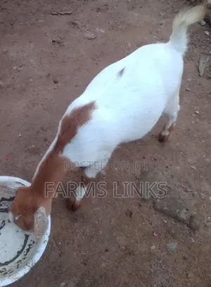 Female Goat