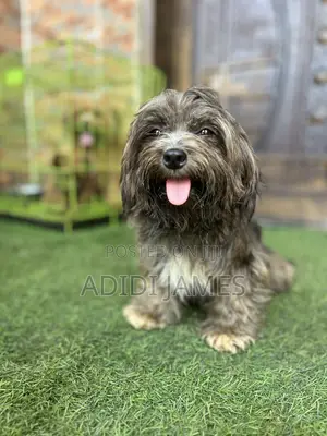 1+ year Female Purebred Lhasa Apso