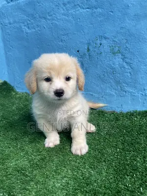 1-3 months Male Purebred Lhasa Apso