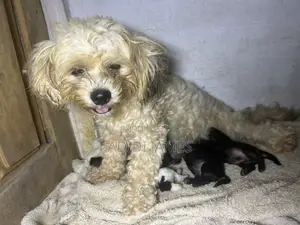 1+ year Female Purebred Lhasa Apso