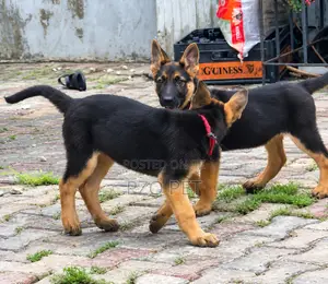 1-3 months Female Purebred German Shepherd