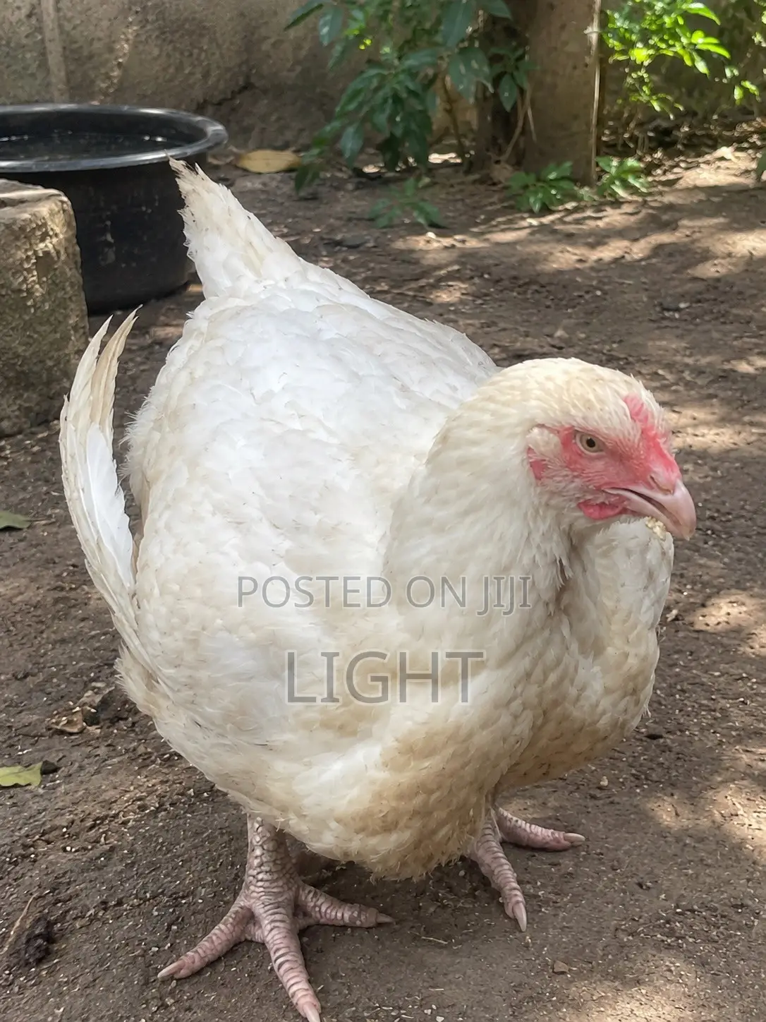 Broiler Birds
