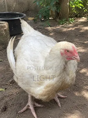 Broiler Birds