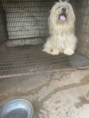 1+ year Male Purebred Lhasa Apso