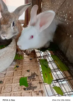 Foreign Rabbits for Sale