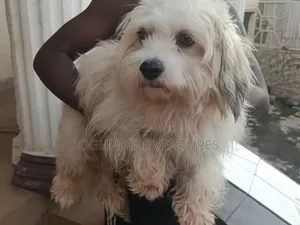 1+ year Female Purebred Lhasa Apso
