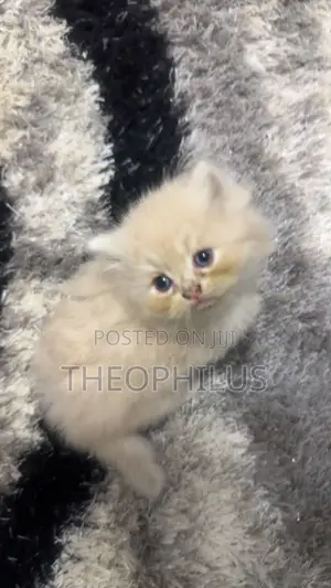 1-3 months Male Purebred Persian