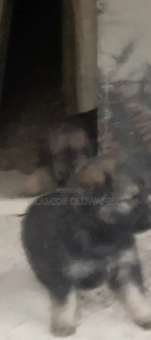 1-3 months Female Purebred German Shepherd
