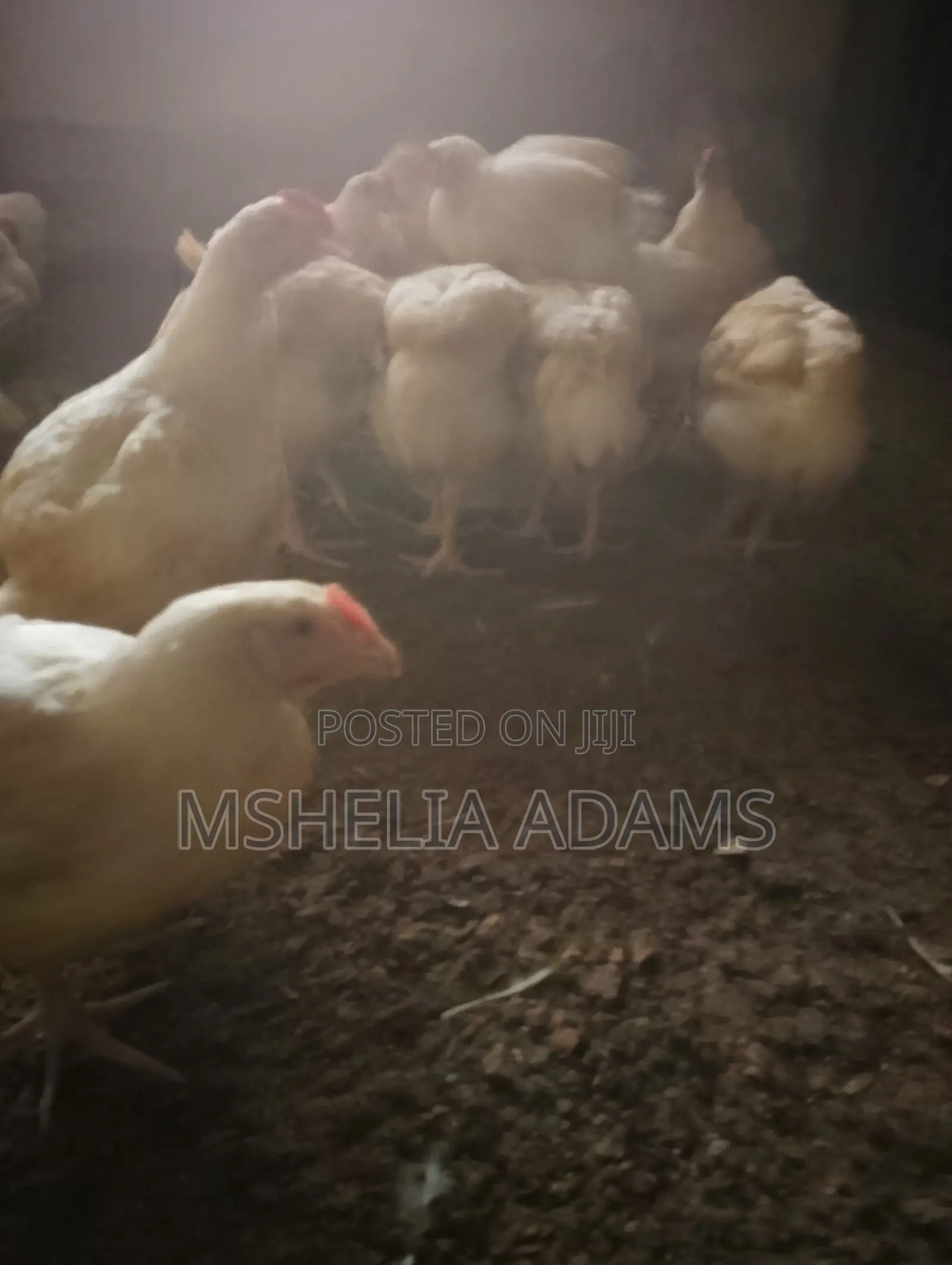 8 Weeks Old Agritted Broiler Chicken