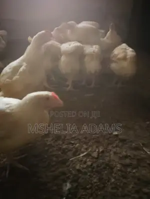 8 Weeks Old Agritted Broiler Chicken