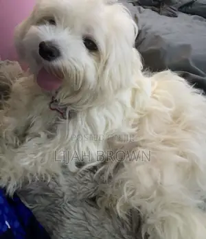 1+ year Female Purebred Lhasa Apso