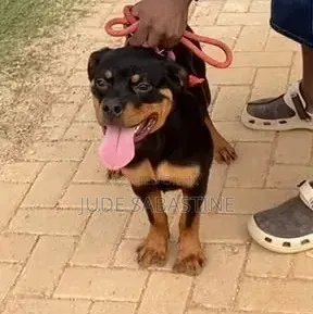 6-12 months Male Purebred Rottweiler